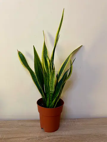 Snake Plant