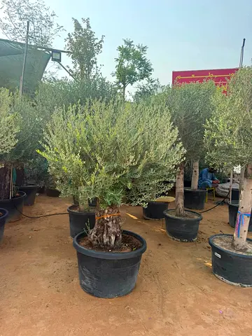 Mature Olive Tree in Large Pot — Ready for Garden or Patio