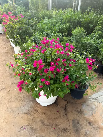 Healthy pink bougainvillea in large white planter — ready to transplant