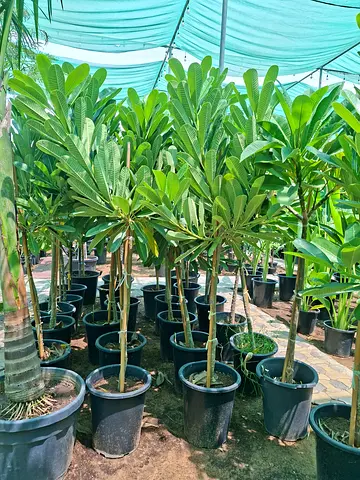 Potted Plumeria/Frangipani Trees - Healthy Young Plants, Ready to Grow