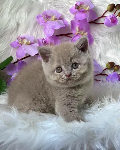 Clam and friendly British shorthair