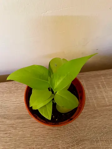 Neon pothos (tiny)