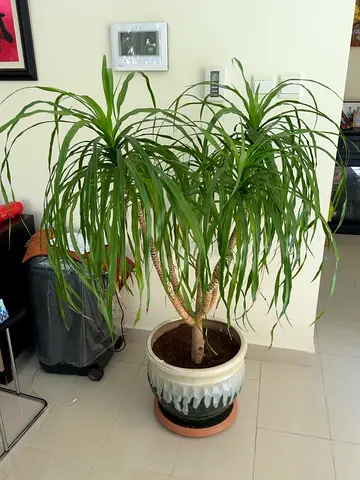 Large healthy indoor ponytail palm in decorative ceramic pot
