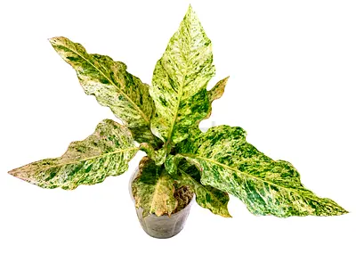 Anthurium Hookeri Variegated. AED325/- .Pickup near financial center metro. Delivery can be arranged