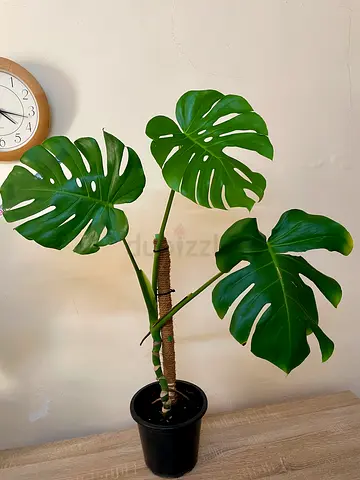 Monstera Deliciosa