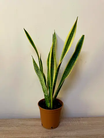 Snake Plant (Medium)