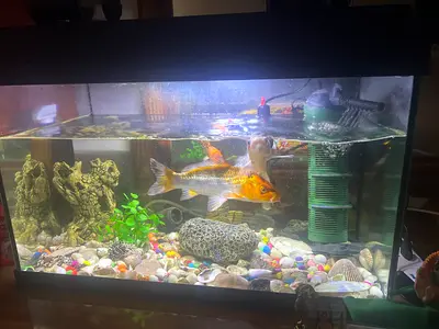 Fish aquarium