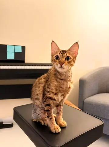 Kitten for free adoption
