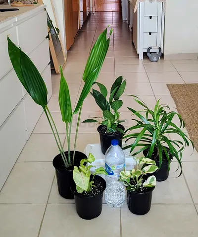 Assorted indoor houseplants - 5 healthy potted plants (ready to rehome)