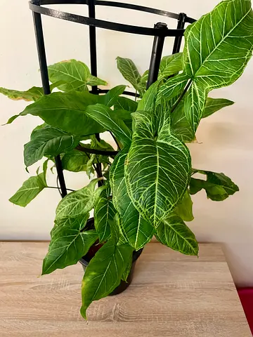 Syngonium