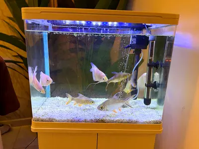 Complete Fish Tank Aquarium with: 8 fishes, Light, Food, Medicine, Pump, Cabinet and Filter