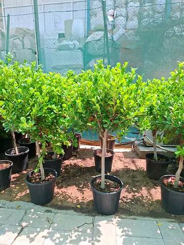 Row of Potted Ficus/Privet Small Trees - Ready for Garden