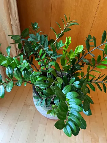 Healthy large ZZ Plant (Zamioculcas) in a large Pot — Easy-care Indoor Plant, air purifier