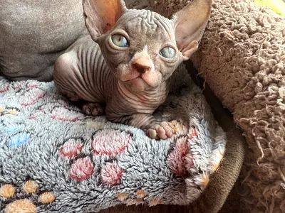 Cute sphynx girl kitten