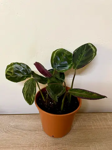 Calathea Roseopicta