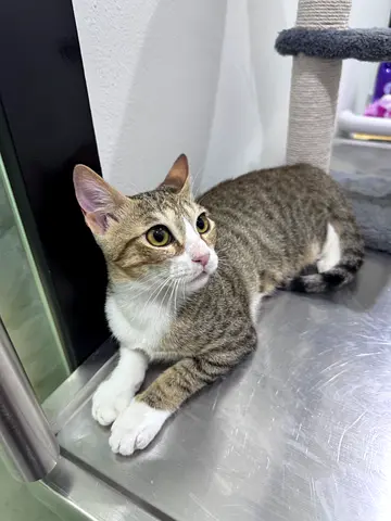 Young Female Cat For Adoption