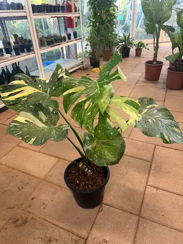 Monstera Thai Constellation ~ Indoor plant UAE