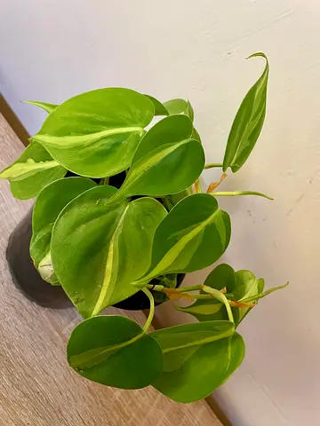 Philodendron Brasil
