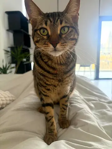 Most adorable female cat for adoption