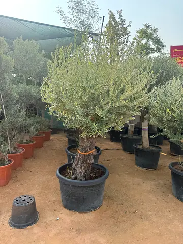 Potted Olive Tree - Mature, Healthy Specimen Ready for Planting