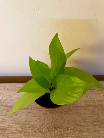 Neon Pothos (small)