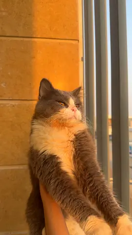 British long hair male cat adoption
