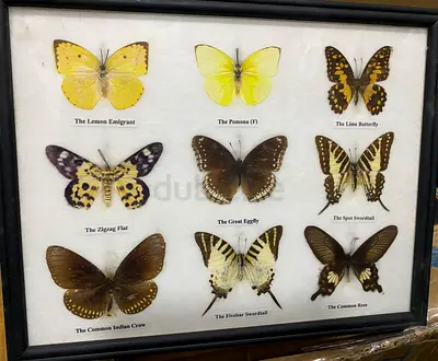 Frame collection of 9 mounted butterflies