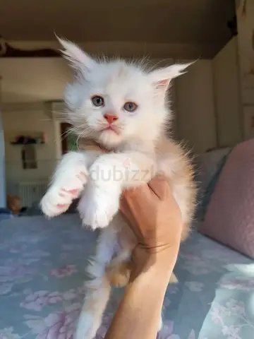 Adorable maincoon