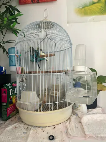 Two budgies with bird cage and accessories