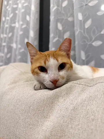 Sweet rescued female cat looking for a forever home