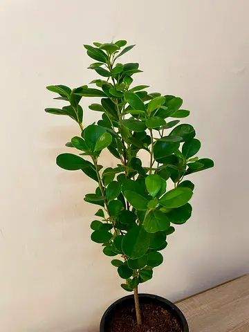 Ficus Microcarpa