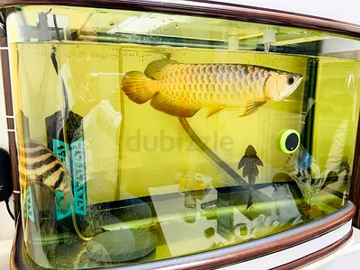 Fish Tank With Free Fishes