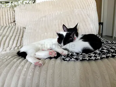Foster Kittens in need of 🏡