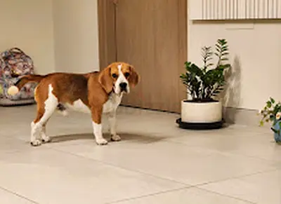 Dog for adoption