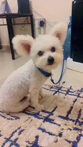 Small white mixed-breed dog, friendly, vaccinated for adoption