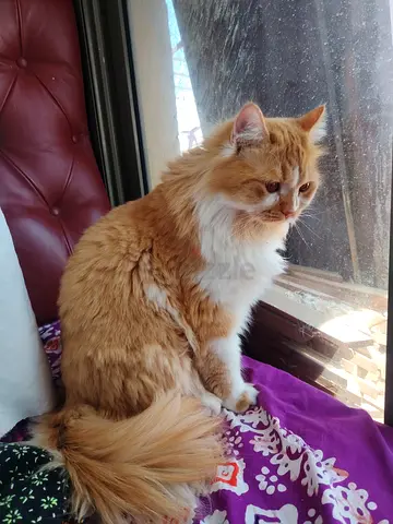 Cats adoption