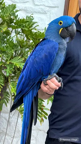 Hyacinth Macaw - Mature Male, Tame and Handled