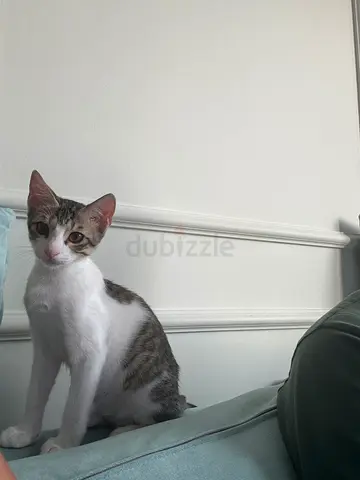 Young mâle rescued mix cat available for adoption .