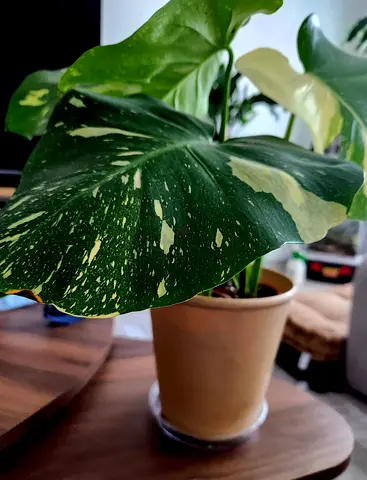 Monstera albo( rare)