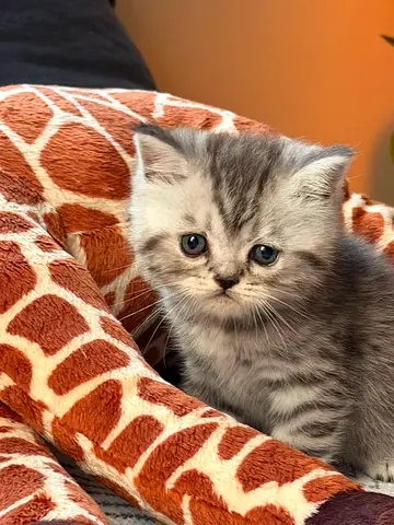 Cute gray tabby kitten — friendly young cat ready for a home adoption. 6 weeks