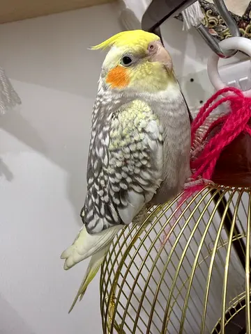 Looking for new home Hand-raised Cockatiel - Friendly, Healthy, Young