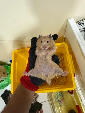 Friendly young Syrian (Golden) hamster - ready for rehome