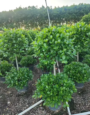 Potted Clusia / Round Topiary Garden Plants - Healthy Mature Specimens