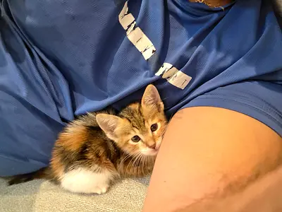 Cat kitten