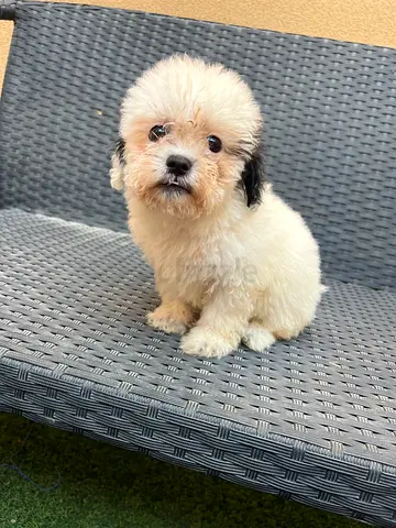 Shipoo puppies for free adoption