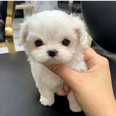 SHIH TZU PUPPIES FOR ADOPTION