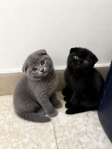 Scottish fold kittens