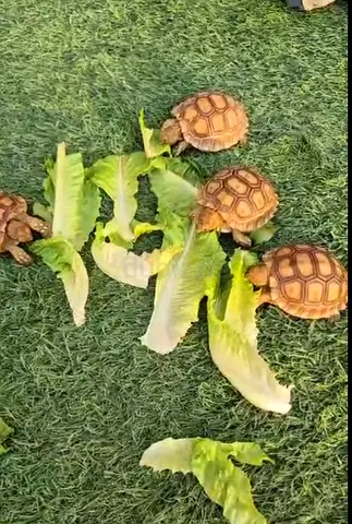 sulcata tortoise