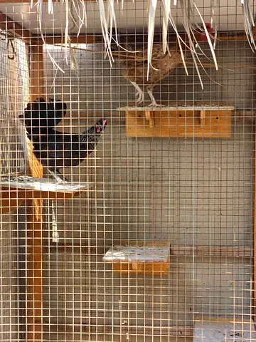 Large wooden chicken coop