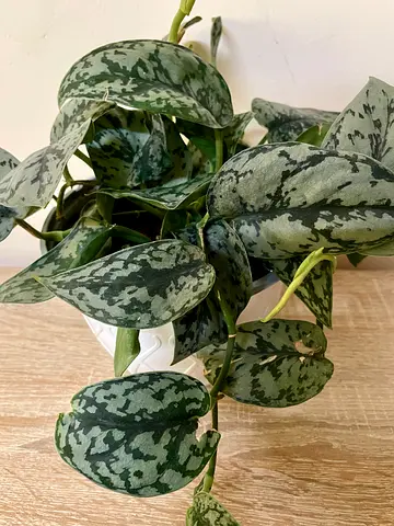 Satin Pothos